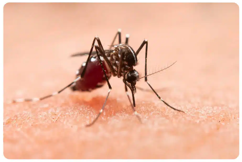 mosquito jacksonville